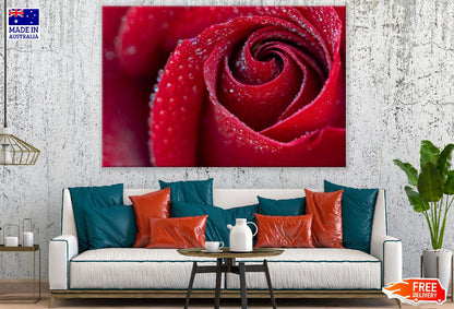 Red Rose Petals Closeup Photograph Print 100% Australian Made