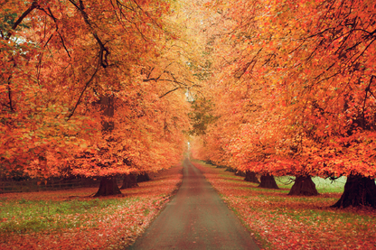 Autumn Trees & Walking Park View Print 100% Australian Made