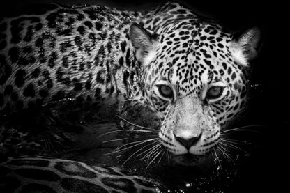 Leopard B&W Photograph Home Decor Premium Quality Poster Print Choose Your Sizes