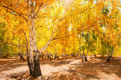 Yellow Autumn Trees Forest Scenery Photograph Print 100% Australian Made