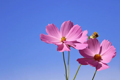 Pink Cosmos Flowers Closeup Photograph Print 100% Australian Made