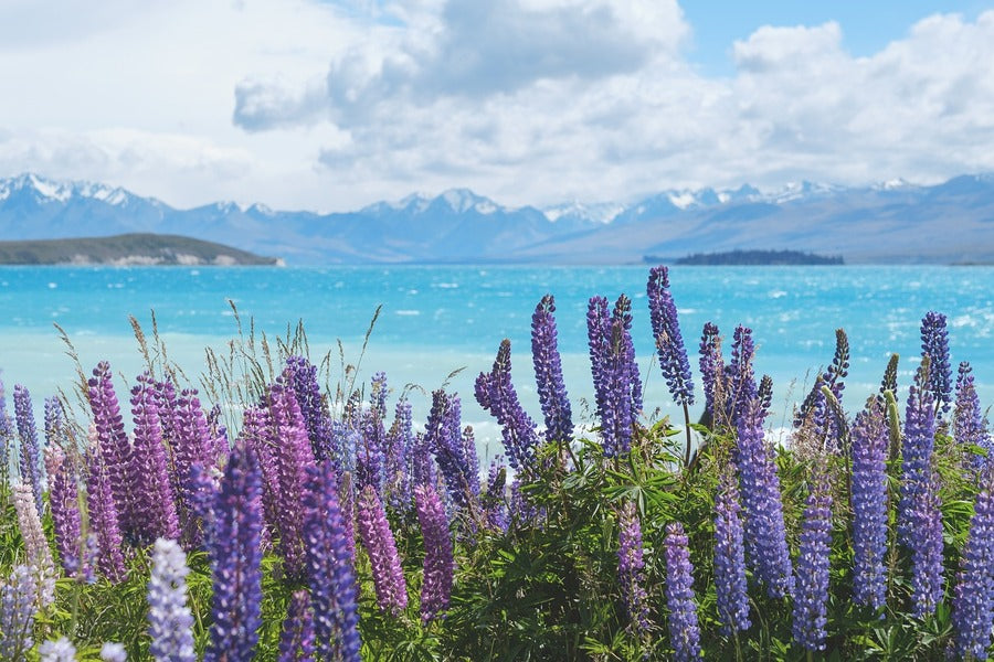 Purple Flowers in Sea Shore Photograph Print 100% Australian Made