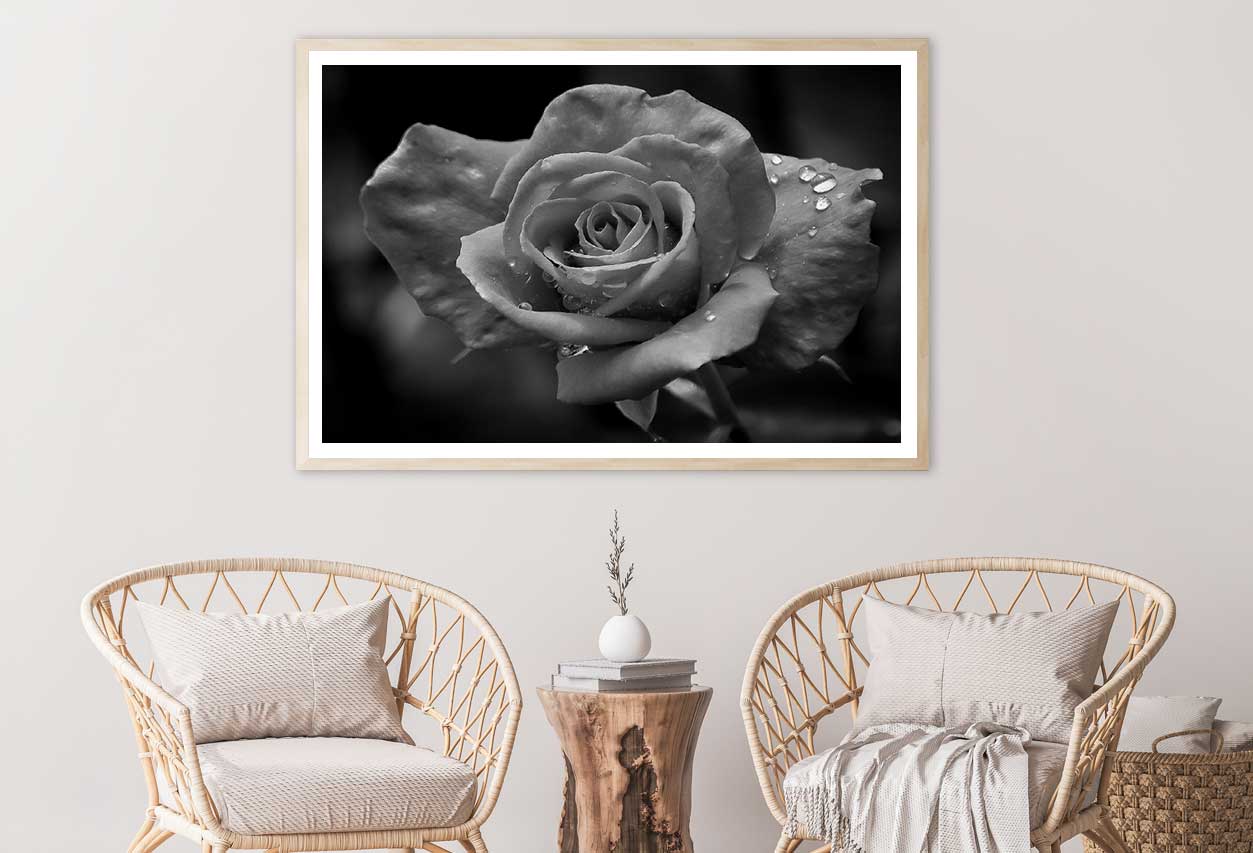 Water Drop on Rose B&W Photogrpah Home Decor Premium Quality Poster Print Choose Your Sizes