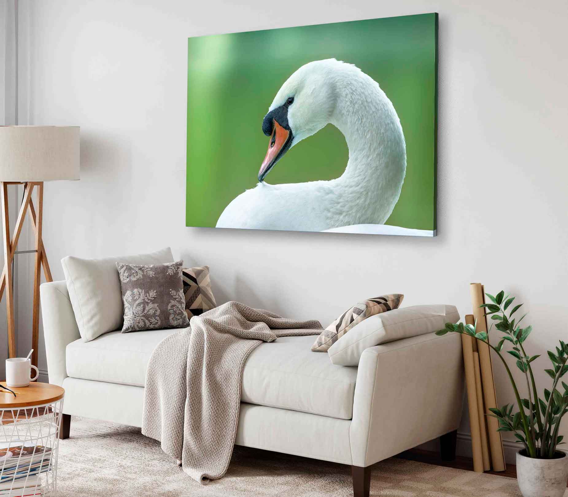 Bella Home Swan Closeup Face View Photograph Print Canvas Ready to hang