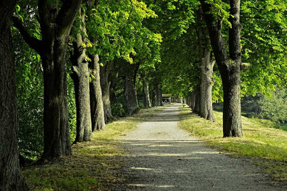 Tree Row & Road Photograph Print 100% Australian Made