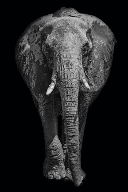 Elephant Portrait B&W Photograph Home Decor Premium Quality Poster Print Choose Your Sizes