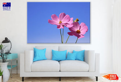 Pink Cosmos Flowers Closeup Photograph Print 100% Australian Made