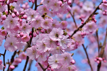 Pink Cherry Blossom Flowers & Branches Photograph Print 100% Australian Made