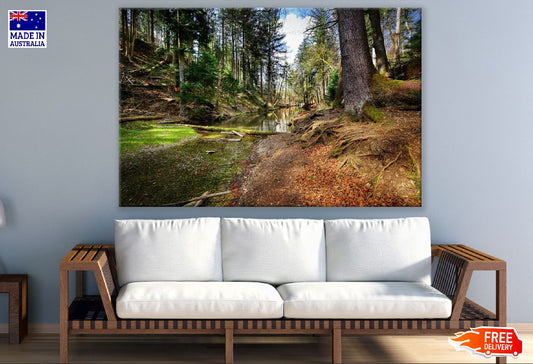 Trees Forest Valley Landscape Creek Photograph Print 100% Australian Made