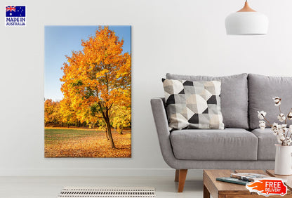 Gold Autumn Tree Photograph in Sunny Poland Print 100% Australian Made