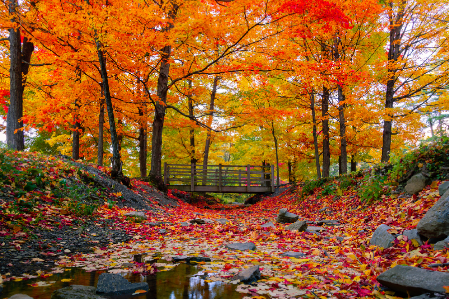 Autumn Trees & Bench Photograph Print 100% Australian Made