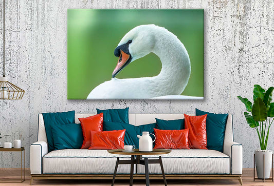 Bella Home Swan Closeup Face View Photograph Print Canvas Ready to hang