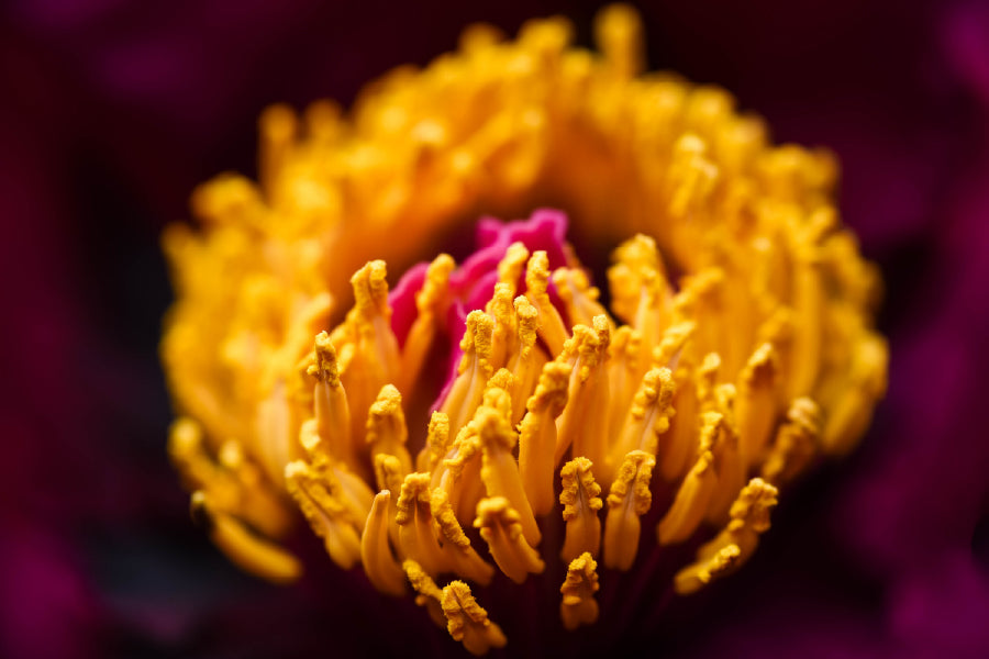 Yellow Peony Closeup View Photograph Home Decor Premium Quality Poster Print Choose Your Sizes