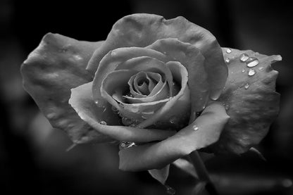 Water Drop on Rose B&W Photogrpah Print 100% Australian Made