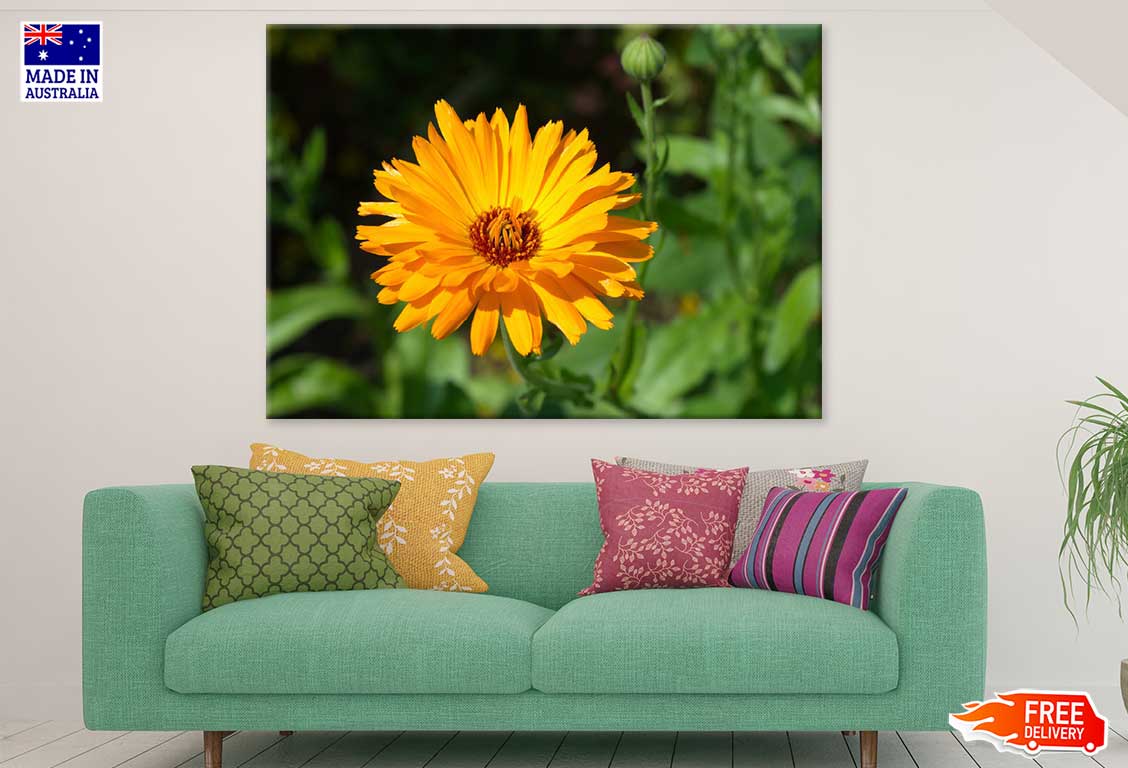 Yellow Calendula Flower Closeup View Photograph Print 100% Australian Made