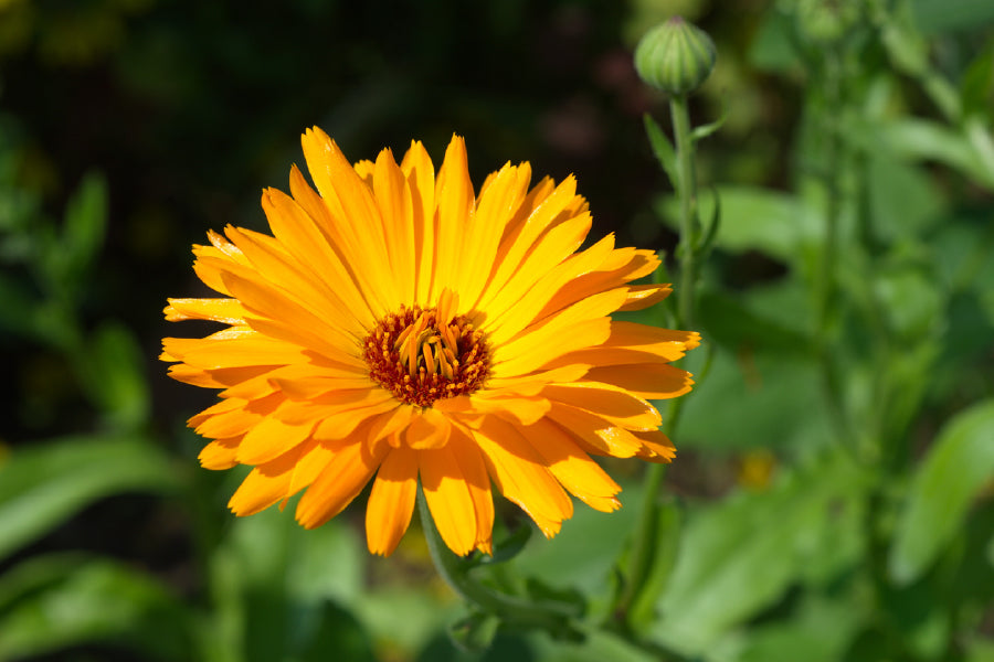 Yellow Calendula Flower Closeup View Photograph Print 100% Australian Made