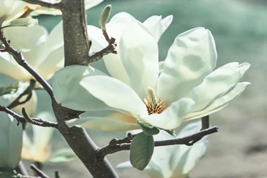 Magnolia Flower on Magnolia Tree Print 100% Australian Made