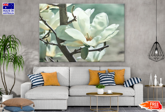 Magnolia Flower on Magnolia Tree Print 100% Australian Made