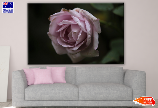 Rose Flower Closeup Photograph Print 100% Australian Made