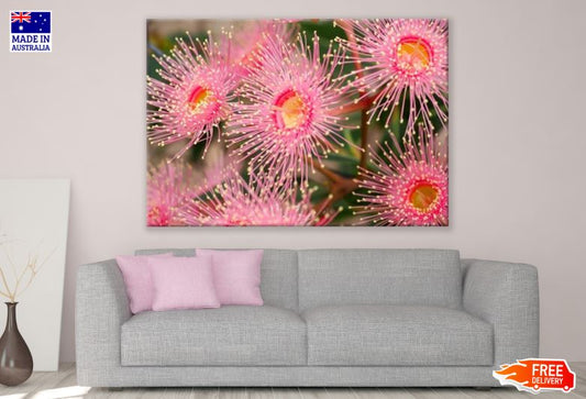 Pale Pink Corymbia Ficifolia flowers Print 100% Australian Made