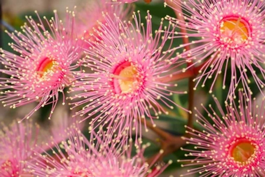 Pale Pink Corymbia Ficifolia flowers Print 100% Australian Made