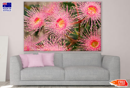 Pink Flowers Macro Photograph Print 100% Australian Made