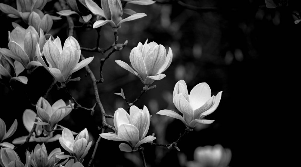 B&W Flower Tree Photograph Print 100% Australian Made