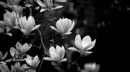 B&W Flower Tree Photograph Print 100% Australian Made