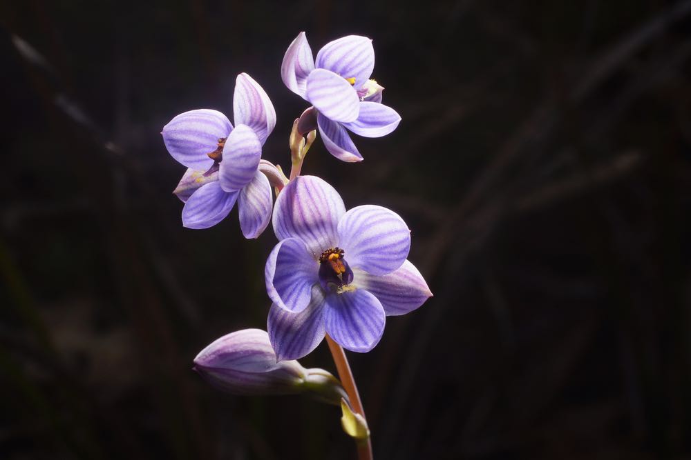 Purple Flowers Photograph Print 100% Australian Made