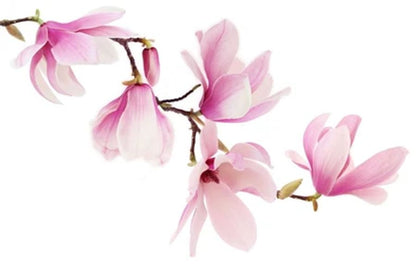 Pink Spring Magnolia Flowers Print 100% Australian Made
