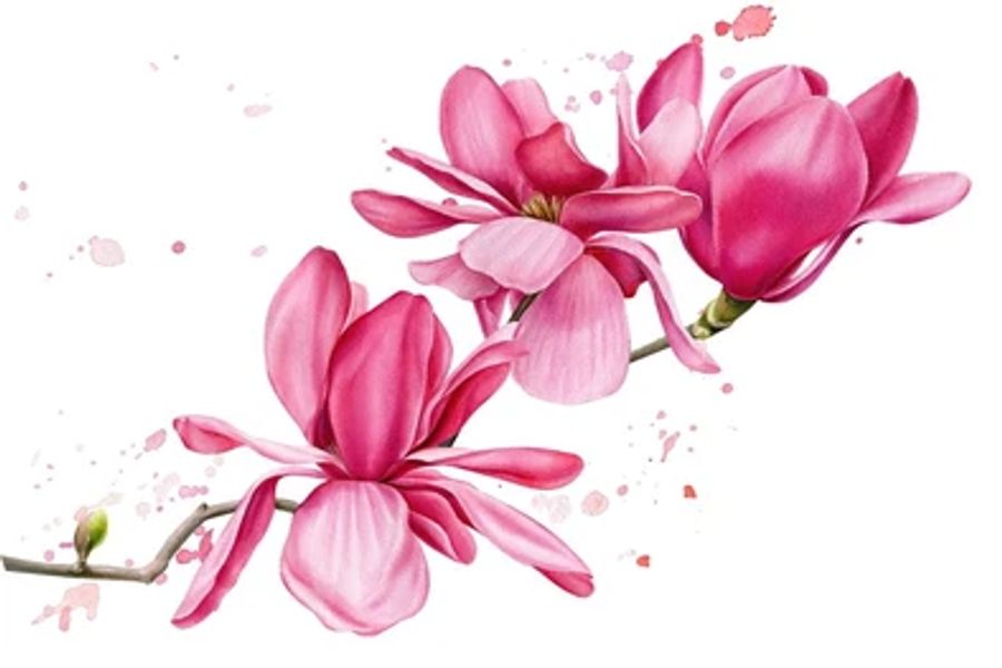 Magnolia Flowers Branch Print 100% Australian Made