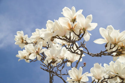 White Flowers Tree Photograph Home Decor Premium Quality Poster Print Choose Your Sizes