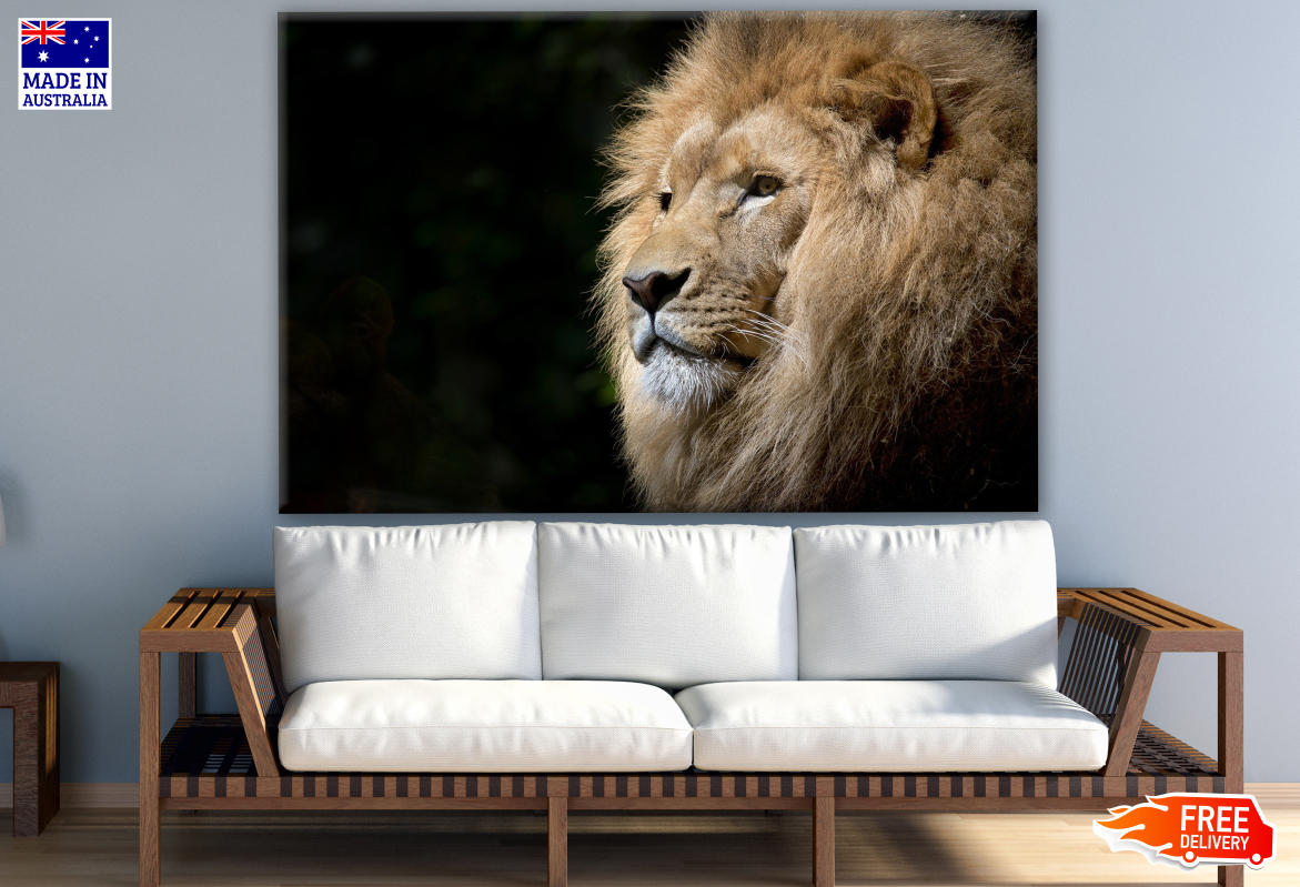 Lion Face Portrait Photograph Print 100% Australian Made