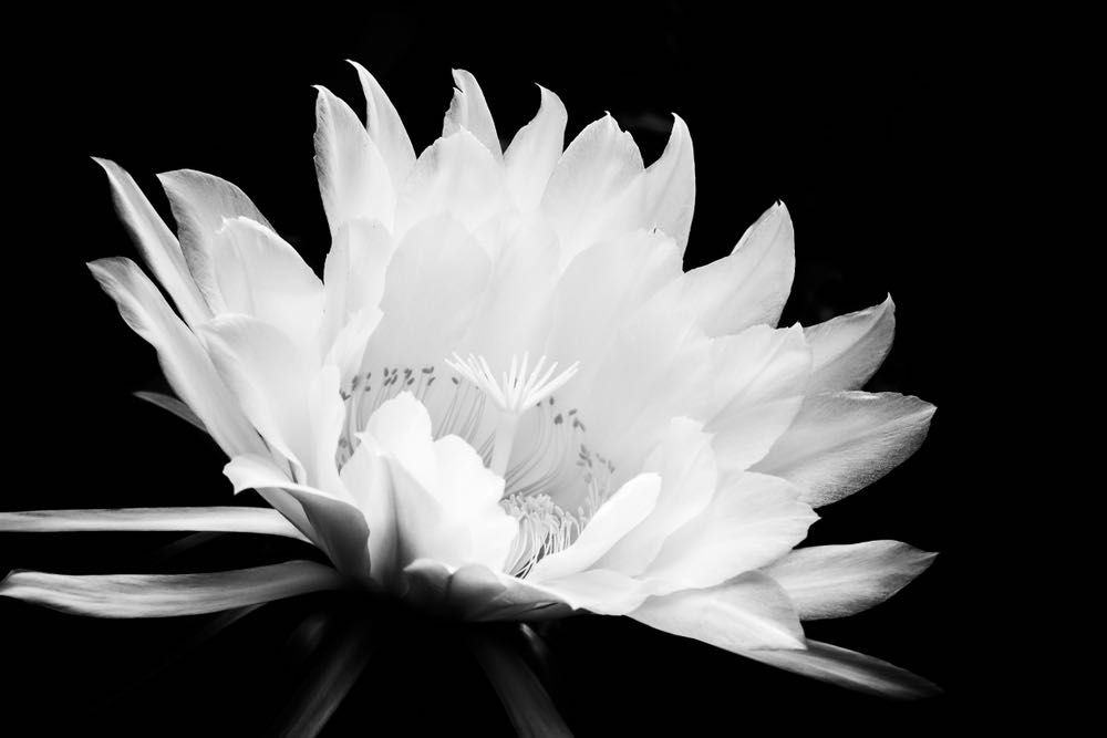 White Flower Macro B&W Photograph Print 100% Australian Made