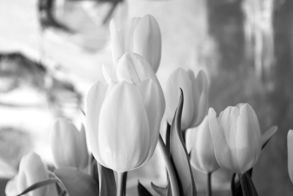 White Flowers B&W Photograph Print 100% Australian Made