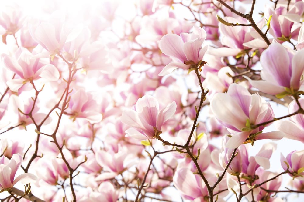 Pink Flower Tree Photograph Print 100% Australian Made