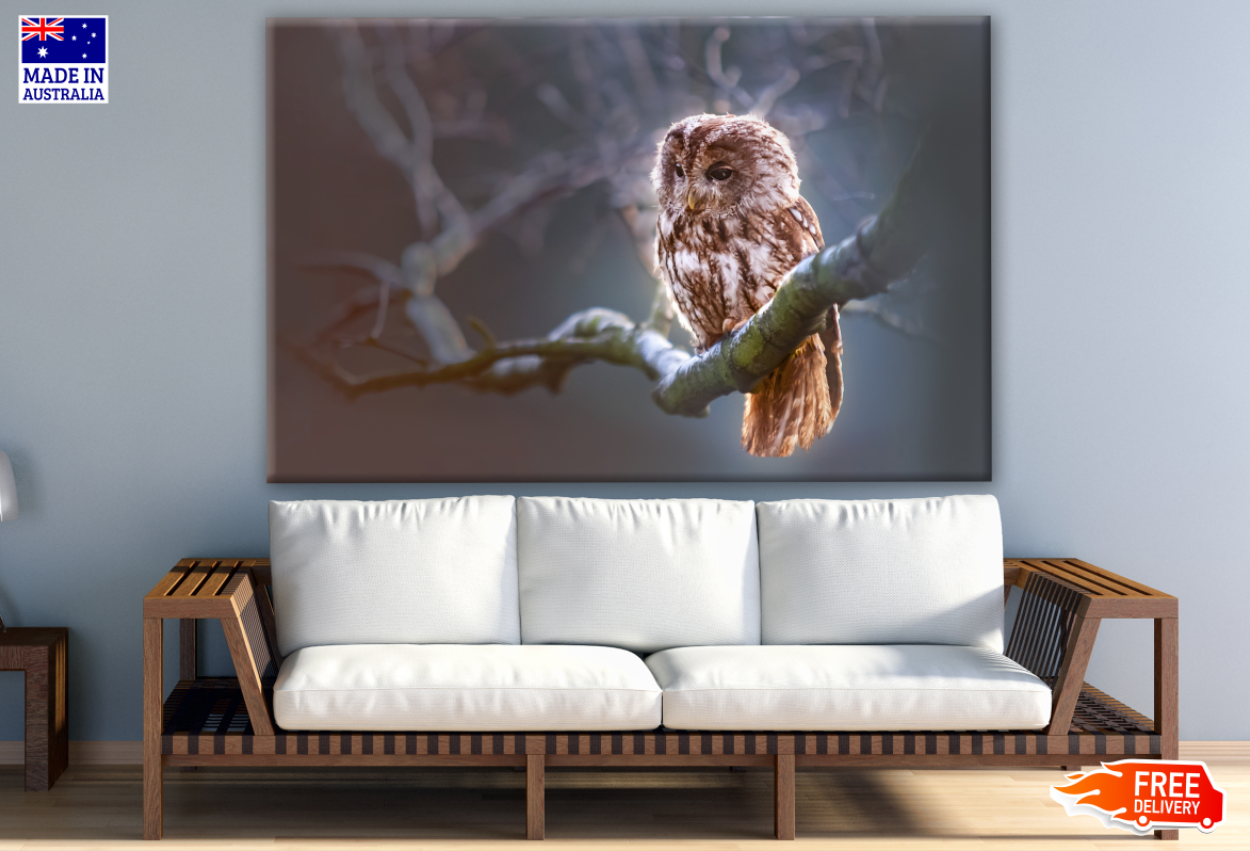 Owl Sitting in a Tree Branch Photograph Print 100% Australian Made