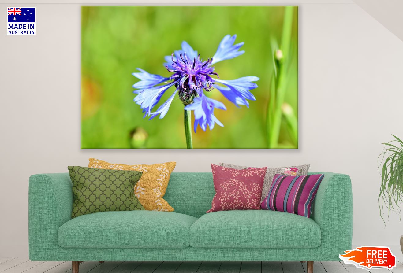 Blue Cornflower Closeup Photograph Print 100% Australian Made