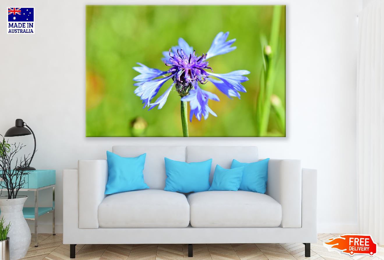 Blue Cornflower Closeup Photograph Print 100% Australian Made