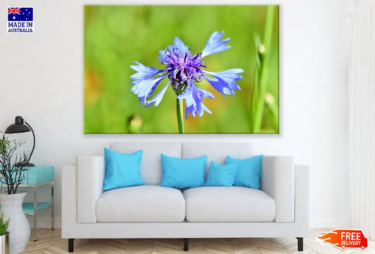 Blue Cornflower Closeup Photograph Print 100% Australian Made