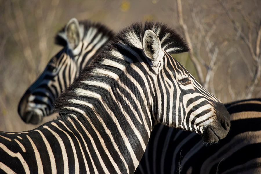 Zebra in Forest Side View Photograph Print 100% Australian Made