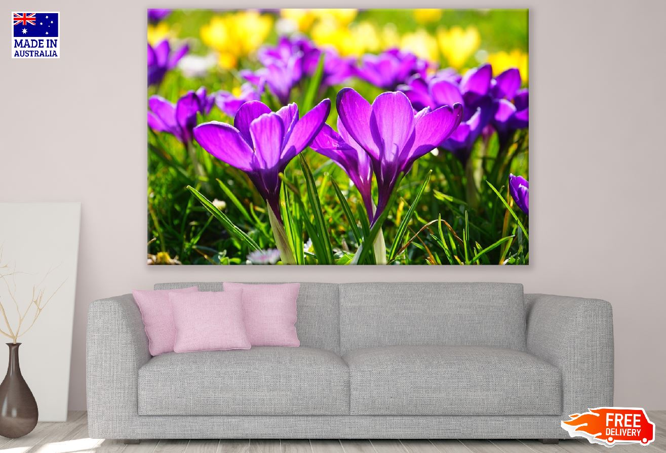 Purple Crocus Flowers Closeup Photograph Print 100% Australian Made