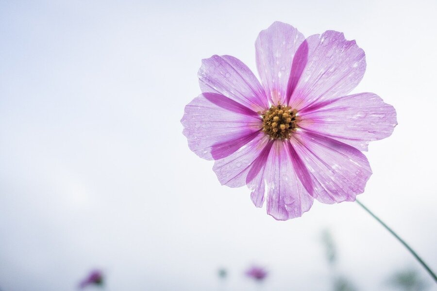 Pink & Purple Cosmos Flowers Closeup Photograph Print 100% Australian Made