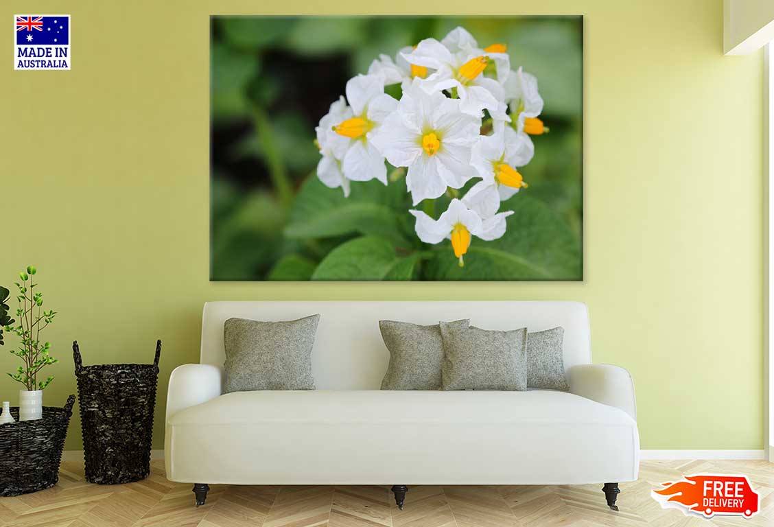 Kartoffel Flowers Closeup View Photograph Print 100% Australian Made