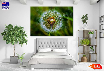 Dandelion Closeup View Photograph Print 100% Australian Made