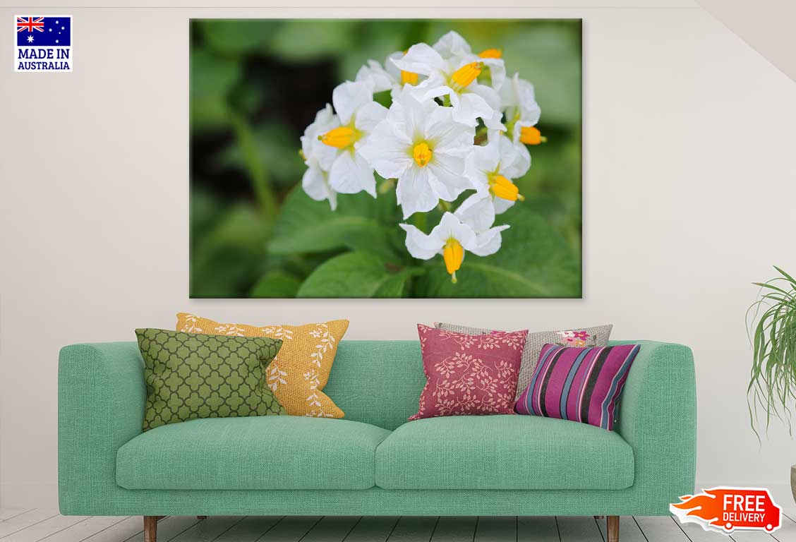 Kartoffel Flowers Closeup View Photograph Print 100% Australian Made