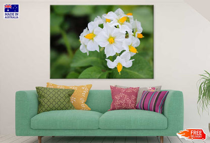 Kartoffel Flowers Closeup View Photograph Print 100% Australian Made