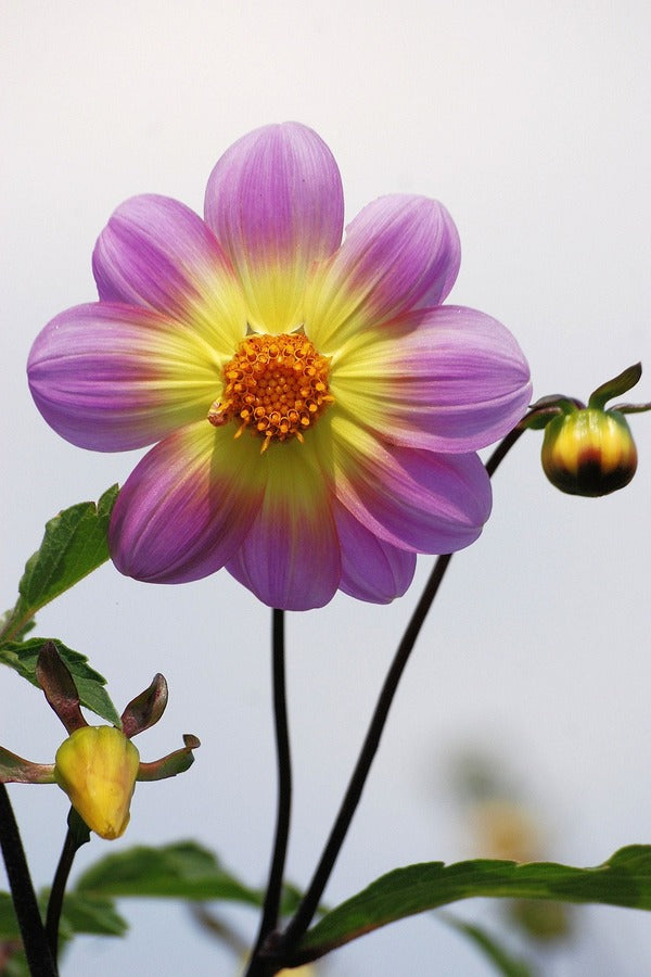 Purple and Yellow Dahlia Closeup Photograph Print 100% Australian Made