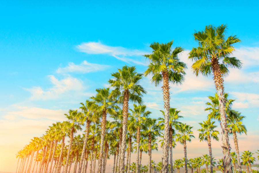 Row of Palm Trees Blue Sky Sunset Photograph Print 100% Australian Made