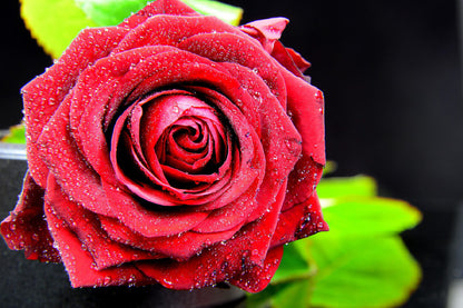 Water Drop on Rose Closeup View Photograph Print 100% Australian Made